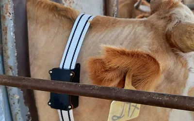Herd-itt tracking collar on a cow