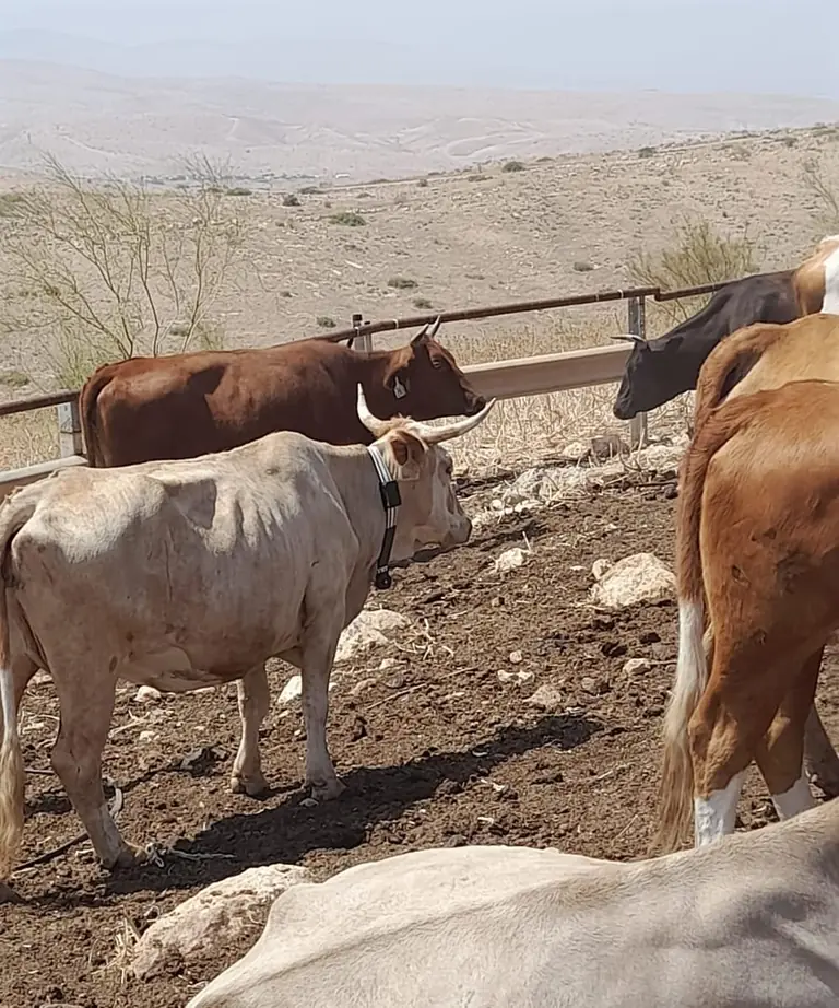 A pale cow wearing a black tracking collar among other cattle in a dry, hilly landscape.