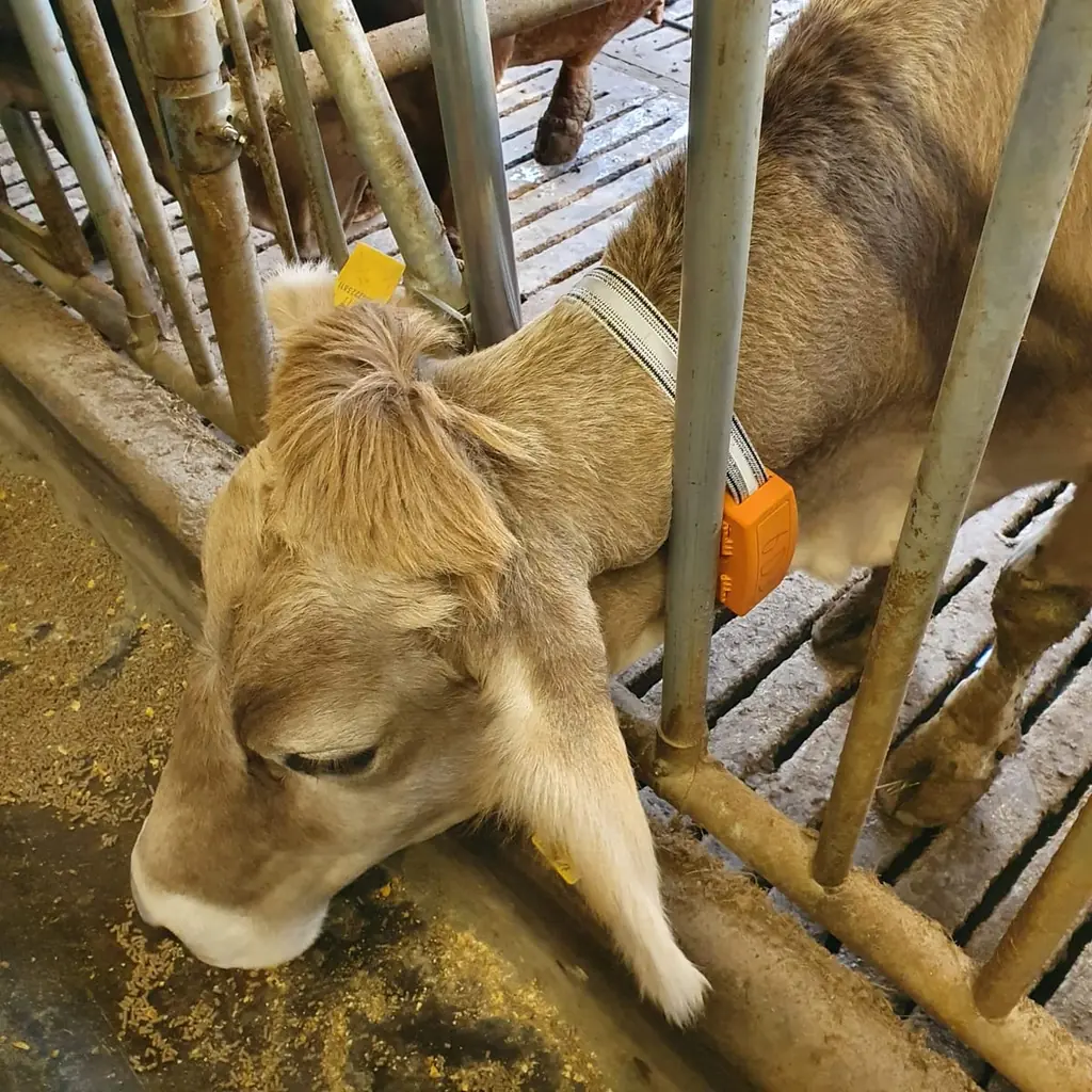 A young cow feeding through the barrier in a barn, wearing a white strap with an orange collar unit.
