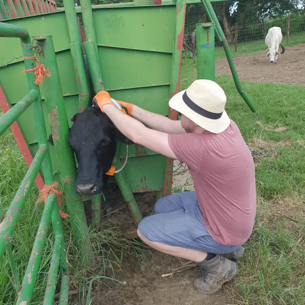 A man in a straw hat crouching beside a cattle crush, fitting an orange collar on a black cow.