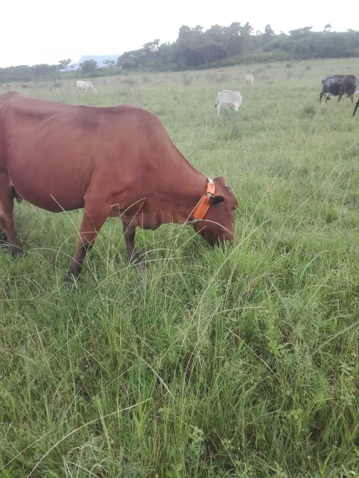 A red cow grazing in long grass with an orange Herd-itt collar around its neck, more of the herd in the background.
