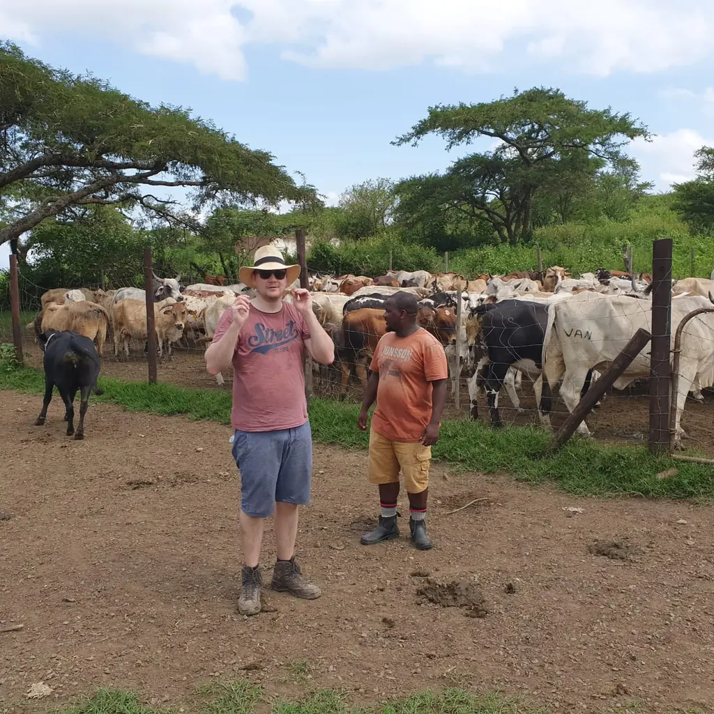 Two men talking in front of a corral full of cattle under acacia trees.